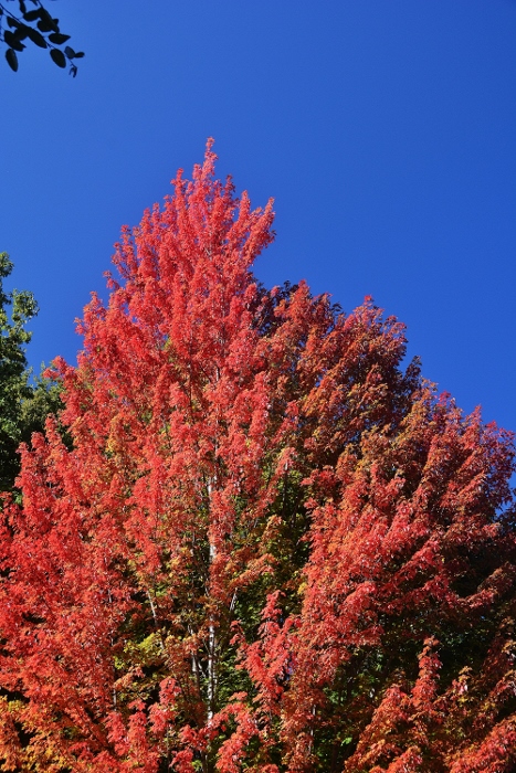 fall tree in red